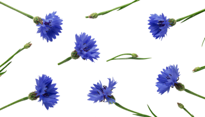 Scattered blue cornflowers with green stems and buds, some in bloom and some closed, on a plain white background. object on white