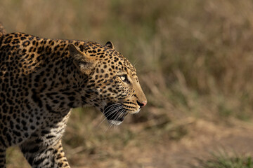 leopard in the tree