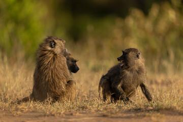 baboon mother and baby