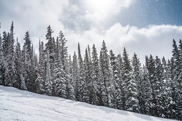 Snow-covered pine trees in a dense forest during a gentle snowfall under a cloudy sky creating a serene winter landscape