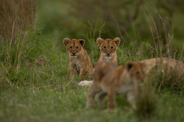 lioness and cubs