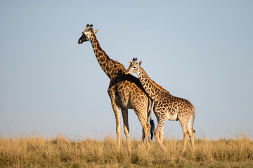 giraffe in the savannah
