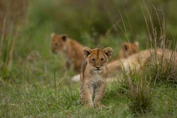 lion cub in the grass