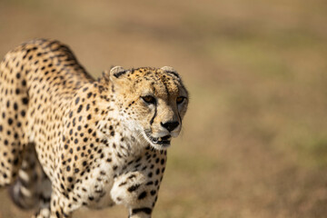 cheetah in the savannah
