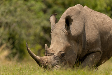 Fototapeta premium white rhino in the wild