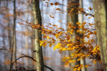 autumn in the forest
