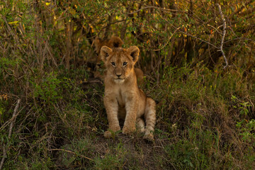 lioness in the grass