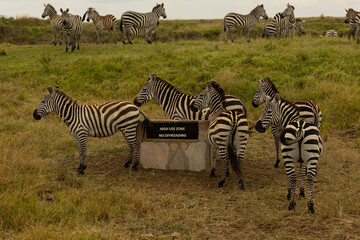 Obraz premium zebras in the savannah