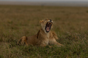 lioness in the grass