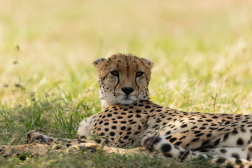 cheetah