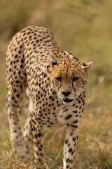 cheetah in the grass