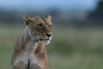 lioness in the grass