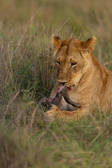 lion in the grass