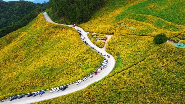 Aerial view of the Dok Bua Tong flower field at Doi Mae U Kho in Mae Hong Son, Thailand