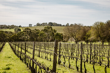 Bare vines on the rolling green hills of Mc Larenvale on the Australian countryside outdoor at daytime during winter in South Australia near Adelaide.