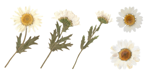 White pressed dried daisy flowers and stems isolated on transparent background
