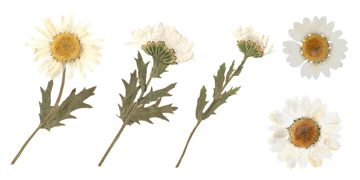 White pressed dried daisy flowers and stems isolated on transparent background - Powered by Adobe