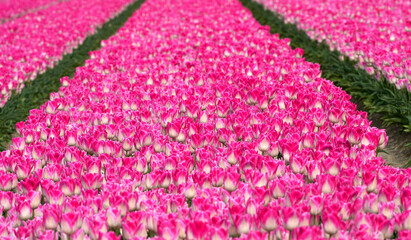 Fields of pink tulips in blossom, Netherlands