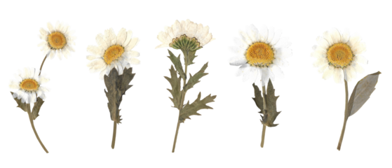 Collection of Pressed Dried Daisy Flowers Isolated on White Background