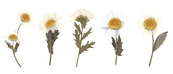 Fototapete Rund Gänseblümchen Collection of Pressed Dried Daisy Flowers Isolated on White Background  © Pentagrafis