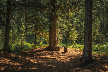 dark forest with sunbeams