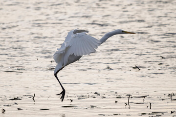 Great egret flying over a pond in winter