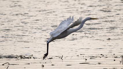 Great egret flying over a pond in winter