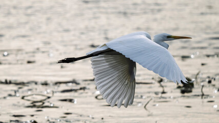 Great egret flying over a pond in winter
