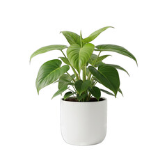 A Lush Green Philodendron Plant in a White Ceramic Pot Isolated on a Transparent Background Illuminated by Soft Studio Lighting Showcasing its Vibrant Foliage and Healthy Growth