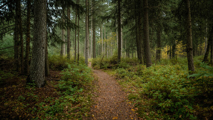 Fototapeta premium Forest path winding through a lush green woodland with tall trees and foliage