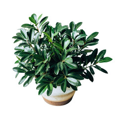 A Lush Green Potted Plant With Dark Leaves And A Textured Ceramic Pot On A Transparent Background With Soft Lighting Ideal For Decor And Design Projects