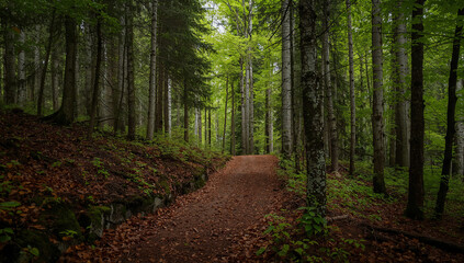 Obraz premium A scenic forest path winding through a lush green woodland on a bright day