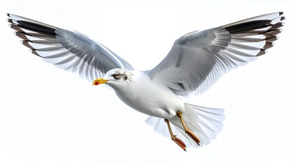 Fototapeta premium Graceful Seagull in Flight Isolated on White Background.