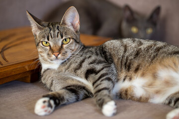 A beautiful tabby cat rests comfortably on a couch while a second cat watches from the blurred background. This domestic portrait highlights feline friendship and a cozy home atmosphere.
