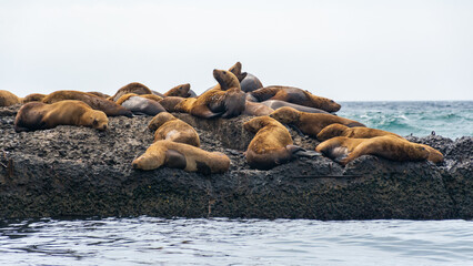 Fototapeta premium Steller sea lions rest on a landing stage in the town of Nevelsk on Sakhalin Island. 