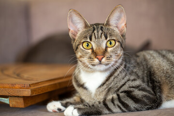 A beautiful tabby cat with yellow eyes lies on a couch and looks straight at the camera. The attentive feline has perked ears and a white chest, posed next to a wooden tray in a cozy home setting.