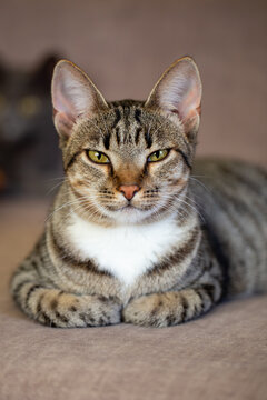 A beautiful tabby cat lies comfortably on a sofa with paws tucked under its chest in a "loaf" position. The feline looks directly at the camera with narrowed, sleepy eyes