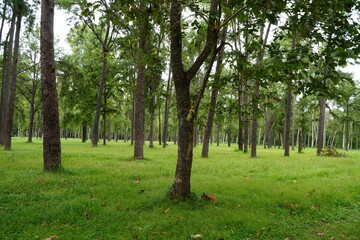 Mae Taeng Pine Forest