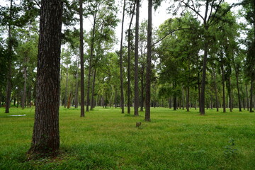 Mae Taeng Pine Forest