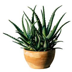 A potted aloe vera plant with thick green spiky leaves in a textured terracotta pot against a black background with soft lighting highlighting its natural texture