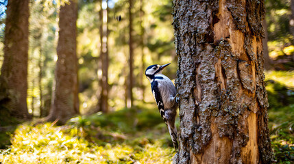 woodpecker. Woodpecker perched on tree trunk captured mid-peck in morning forest light. wildlife magazines, conservation campaigns, designed for eco-tourism storytelling.