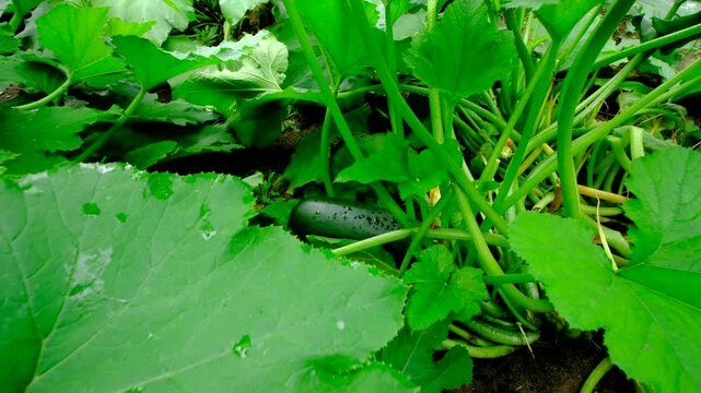 Close up of ripe zucchini fruit and moving camera away revealing more healthy growing plants
