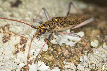 Close up of lemon tree borer beetle native to new zealand