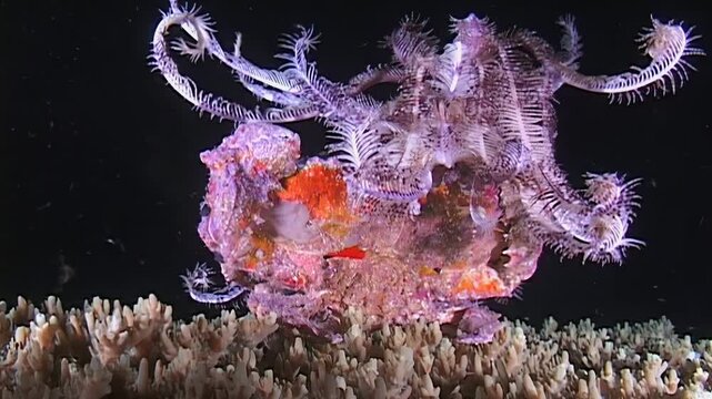 Witness symbiotic dance between decorator crab, from family Majidae, and beautiful sea lily in waters of Papua New Guinea. This remarkable union displays biodiversity in Indonesian islands.
