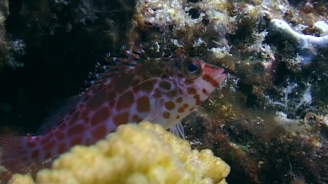 A beautiful hawkfish rests near yellow coral on a vibrant reef. This underwater ecosystem thrives in the tropical waters off Papua New Guinea during the daytime.