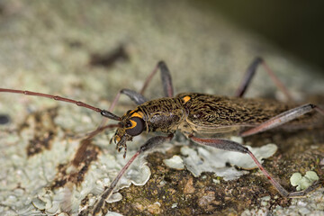 Close up of lemon tree borer beetle native to new zealand