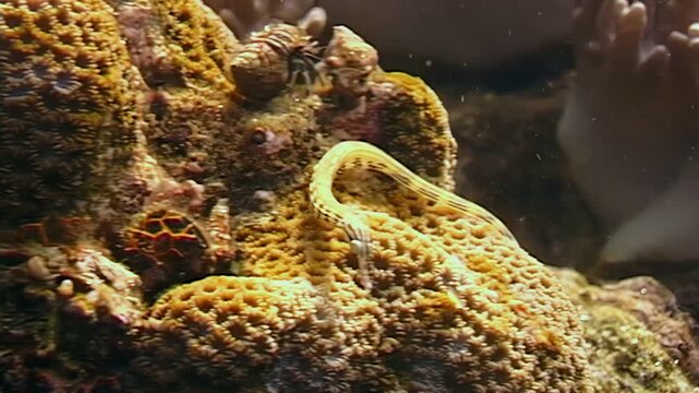 A Dragonface Pipefish expertly camouflages itself against the coral reefs. It moves slowly, blending perfectly with the textures and colors of its habitat in Papua New Guinea.