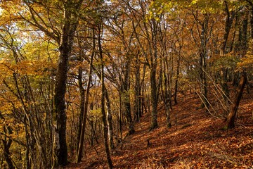 Fototapeta premium 美しい紅葉の森を歩く