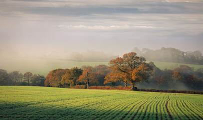 Autumn misty morning view from woods corner on the high weald east Sussex south east England UK