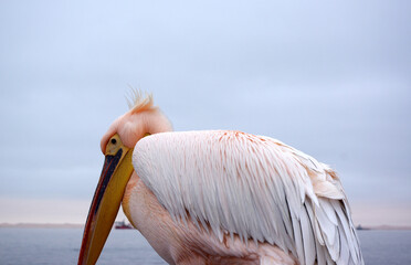 Pélican a Swakopmund, Namibie